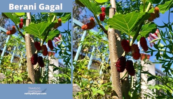Berani Gagal Tanda Orang Berjaya Dalam Hidupnya Berani Gagal Tanda Orang Berjaya Dalam Hidupnya
