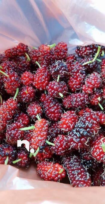 cara buat jem mulberi