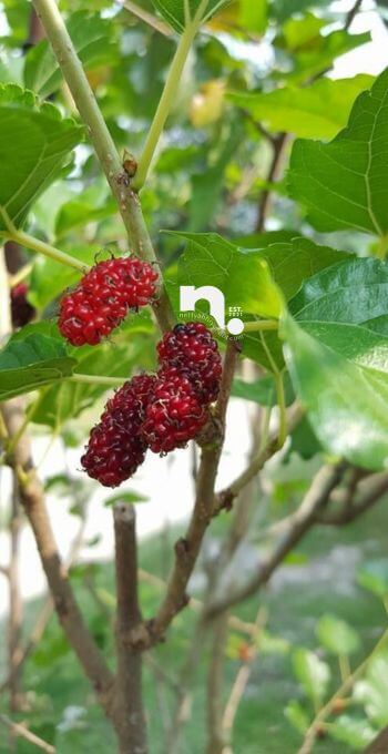 cara buat jem mulberi