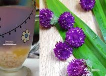 Cara Buat Air Bunga Butang Tak Rasa Rumput