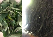 Guna Daun Kari Rawat Rambut KASAR Anak Guna Daun Kari Rawat Rambut KASAR Anak