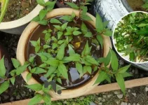 Daun Kesum : Dipanggil Daun Laksa, Amazing Ada Pokok Jantan & Betina Daun Kesum : Dipanggil Daun Laksa, Amazing Ada Pokok Jantan & Betina