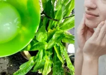 Kegunaan Air Beras Untuk Muka, Rambut & Tanaman Proven Menjadi 2024 Kegunaan Air Beras Untuk Muka, Rambut & Tanaman Proven Menjadi 2024